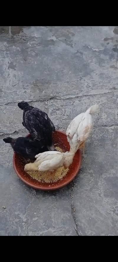 King shamo chicks available