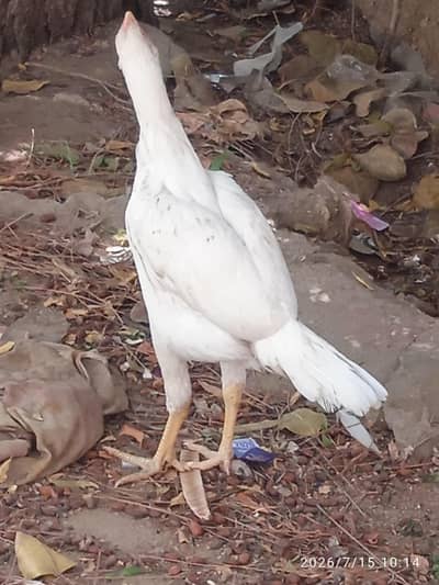 aseel pathi