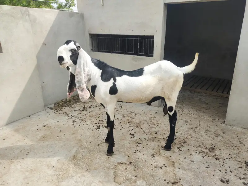 boht peyra h — photo 2