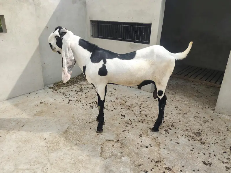 boht peyra h — photo 3