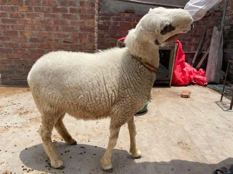 Mundri Female sheep