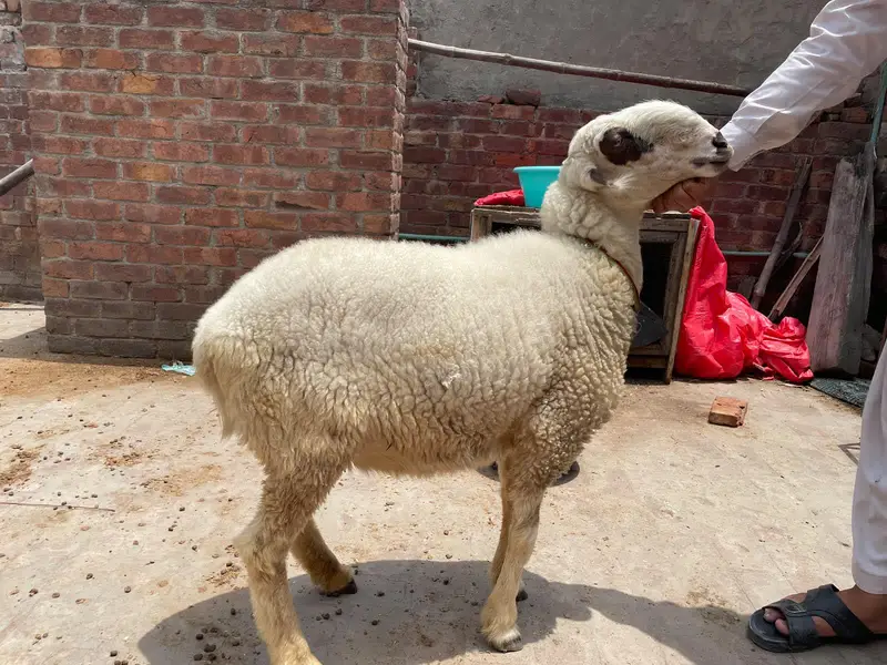 Mundri Female sheep — photo 2