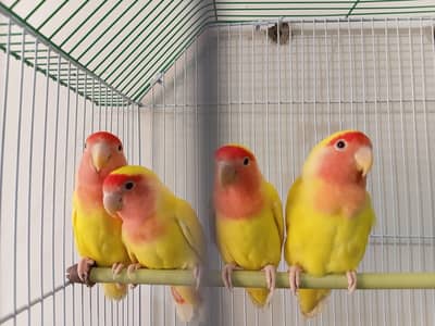 Lotino pair  03173800073