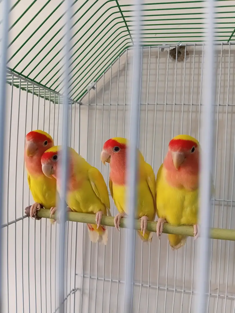 Lotino pair  03173800073 — photo 2