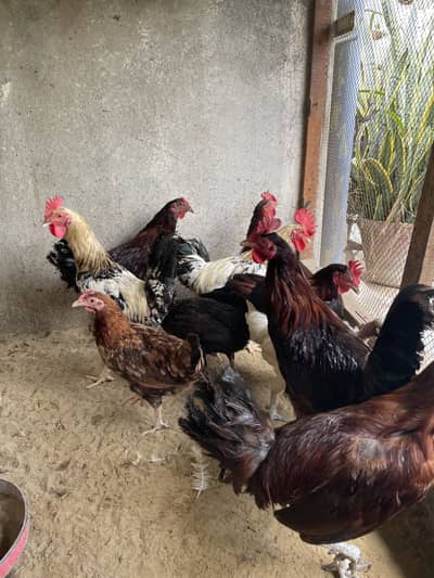 Golden Misri Roosters
