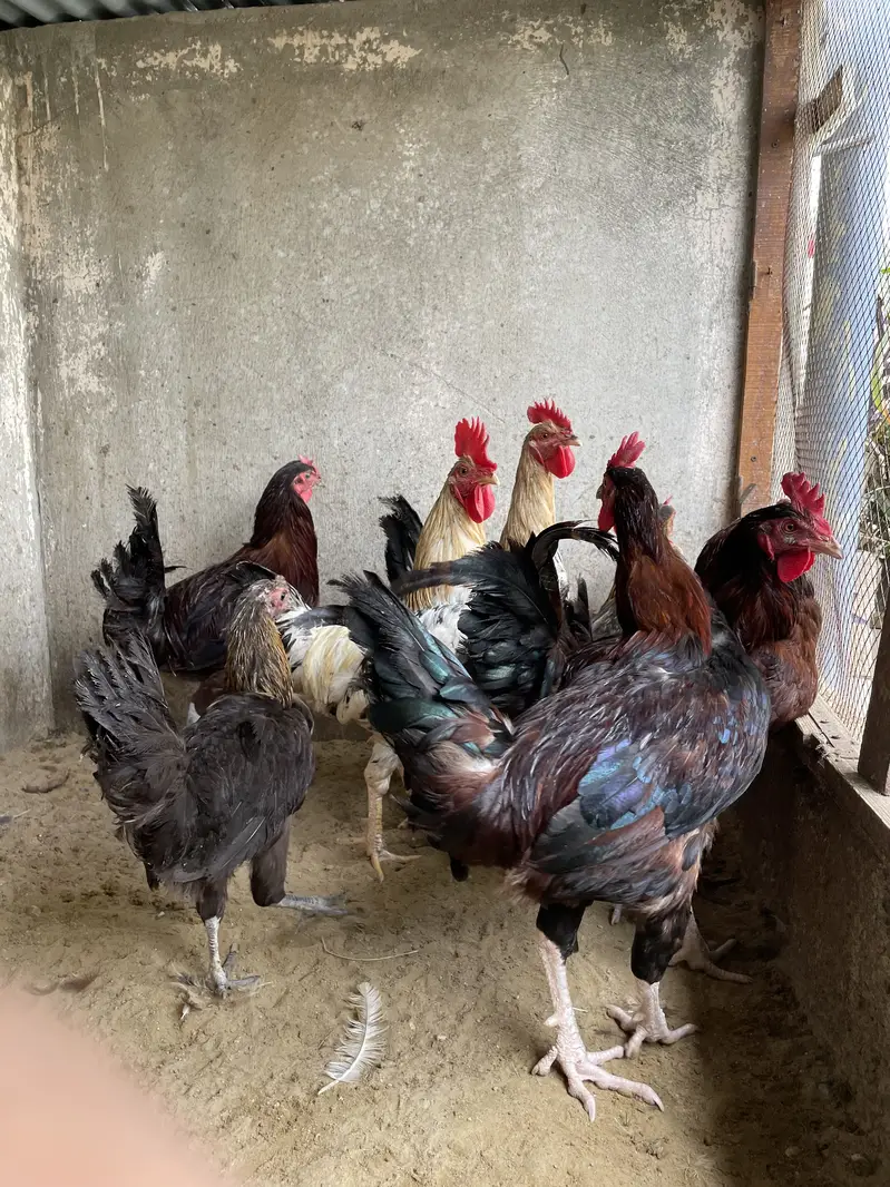 Golden Misri Roosters — photo 2