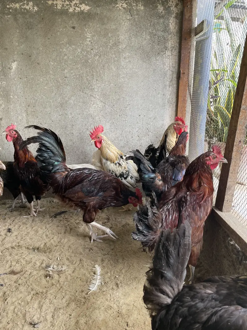 Golden Misri Roosters — photo 3
