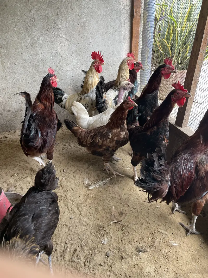Golden Misri Roosters — photo 4