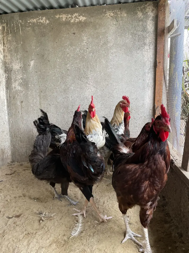 Golden Misri Roosters — photo 5