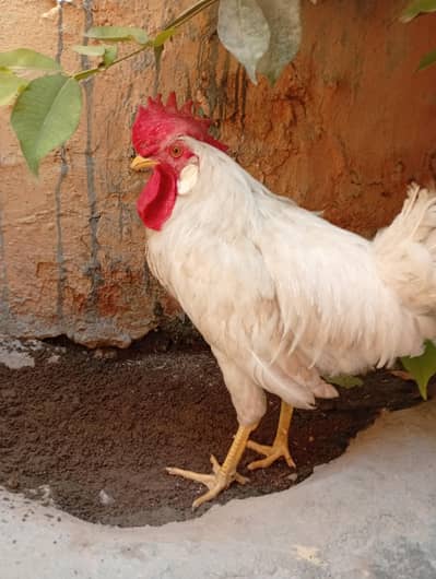 White Cock For Sale