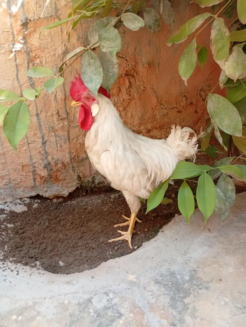 White Cock For Sale — photo 2