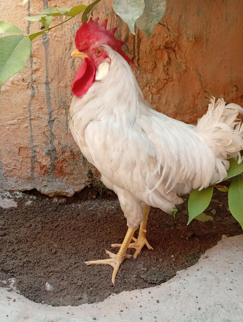 White Cock For Sale — photo 3