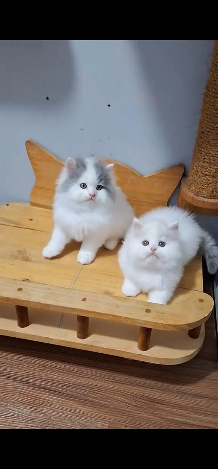 Quality Persian Punch face cat & kittens 03495425573 WhatsApp — photo 2