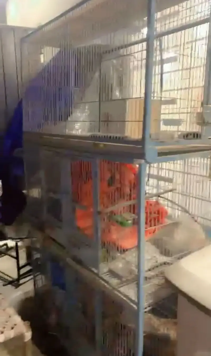 Cage for sale