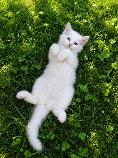 Healthy Female Persian Cat – 3 Months