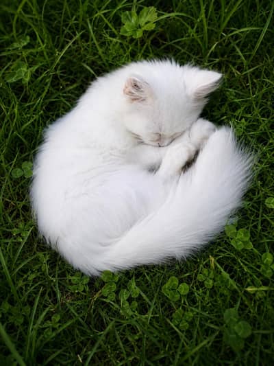 Healthy Female Persian Cat – 3 Months