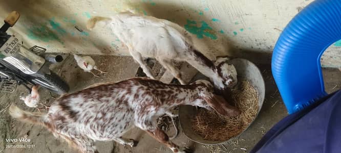 2 Bakray for Sale