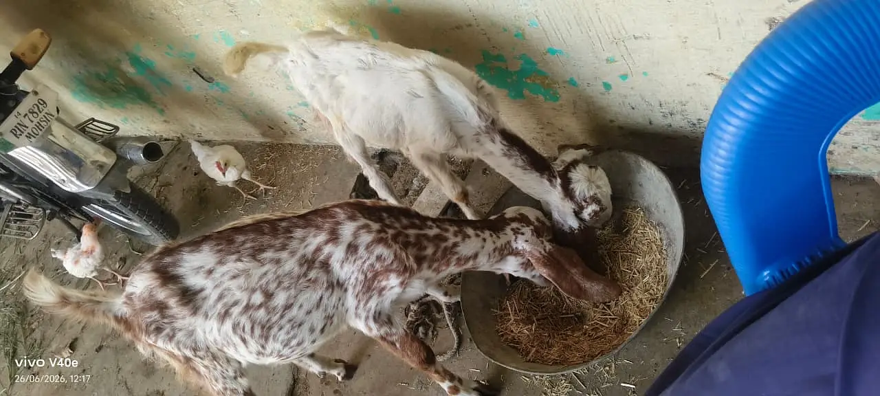2 Bakray for Sale