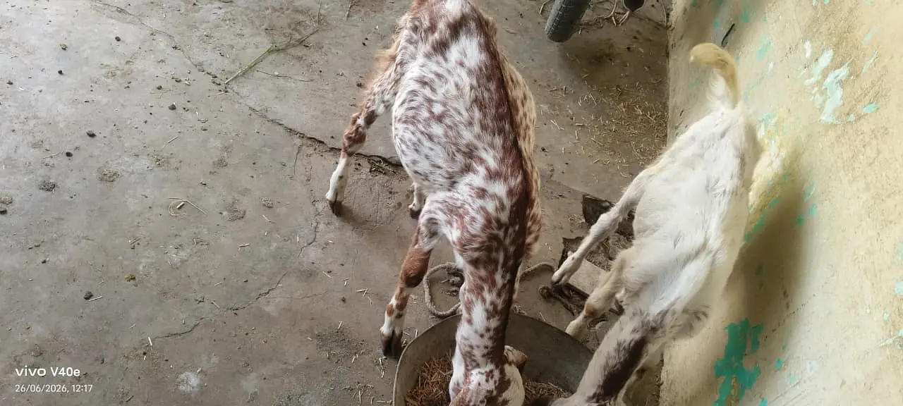 2 Bakray for Sale — photo 2