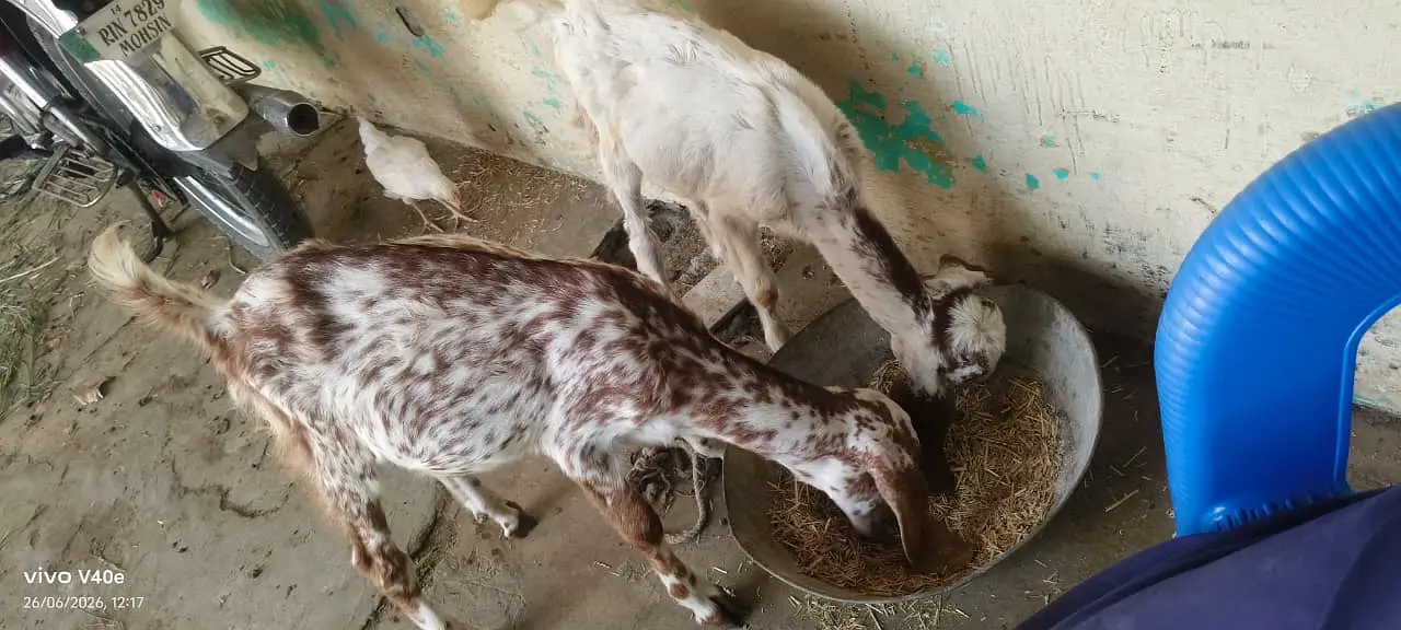 2 Bakray for Sale — photo 3