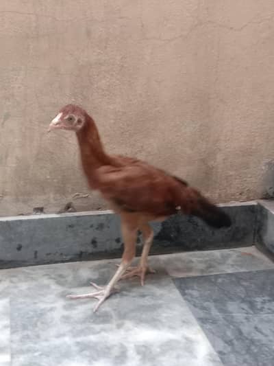 aseel Sindhi pathi for sale 03224186572