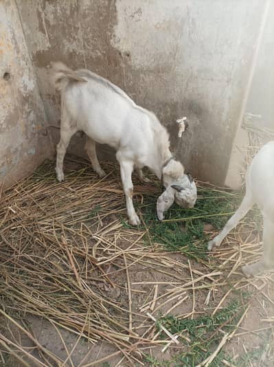 bakra andu 2 daant