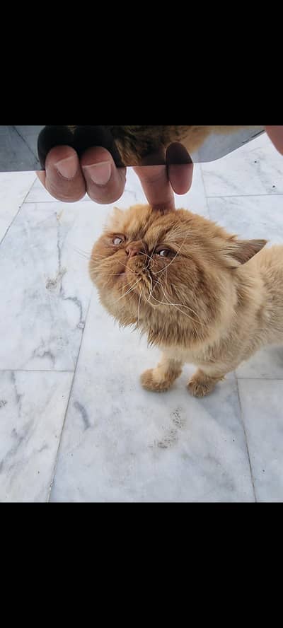 piki face cfa bloodline male cat