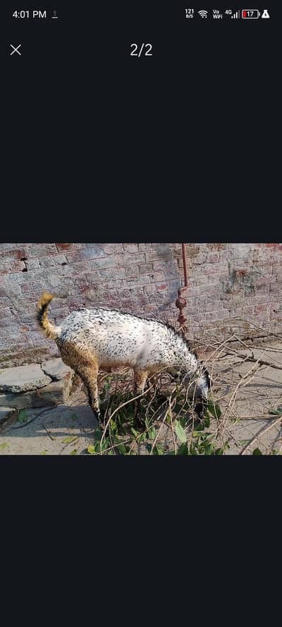 2 Dant Bakra For Qurbani - Lahore