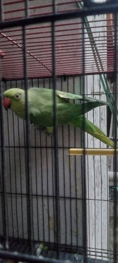 Ringneck