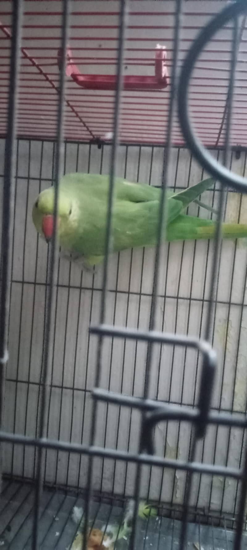 Ringneck 1