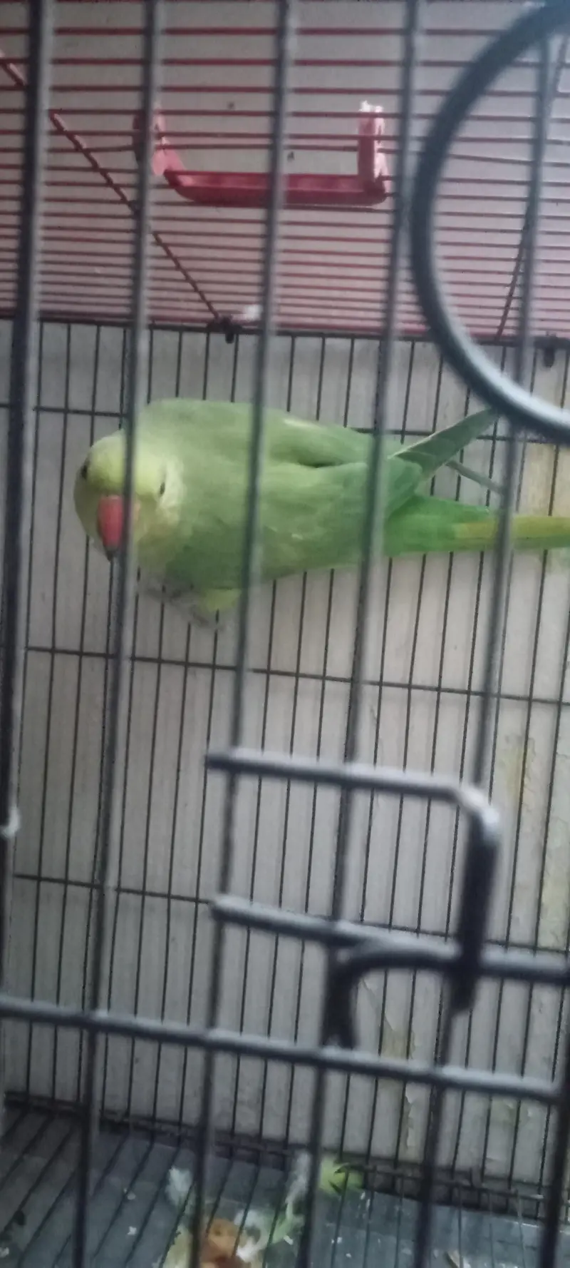 Ringneck — photo 2