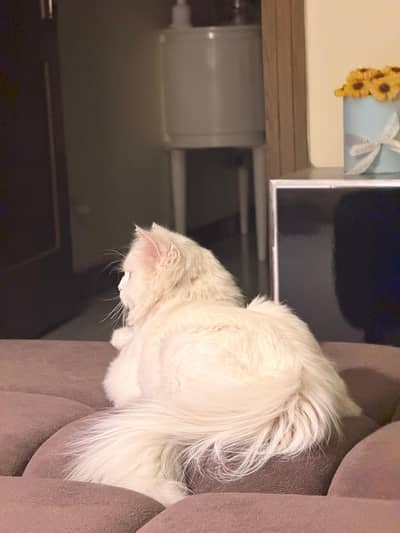 White Persian with accessories