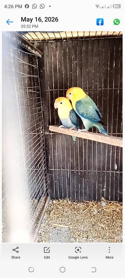 opline parblue breeder pair with chick forsell