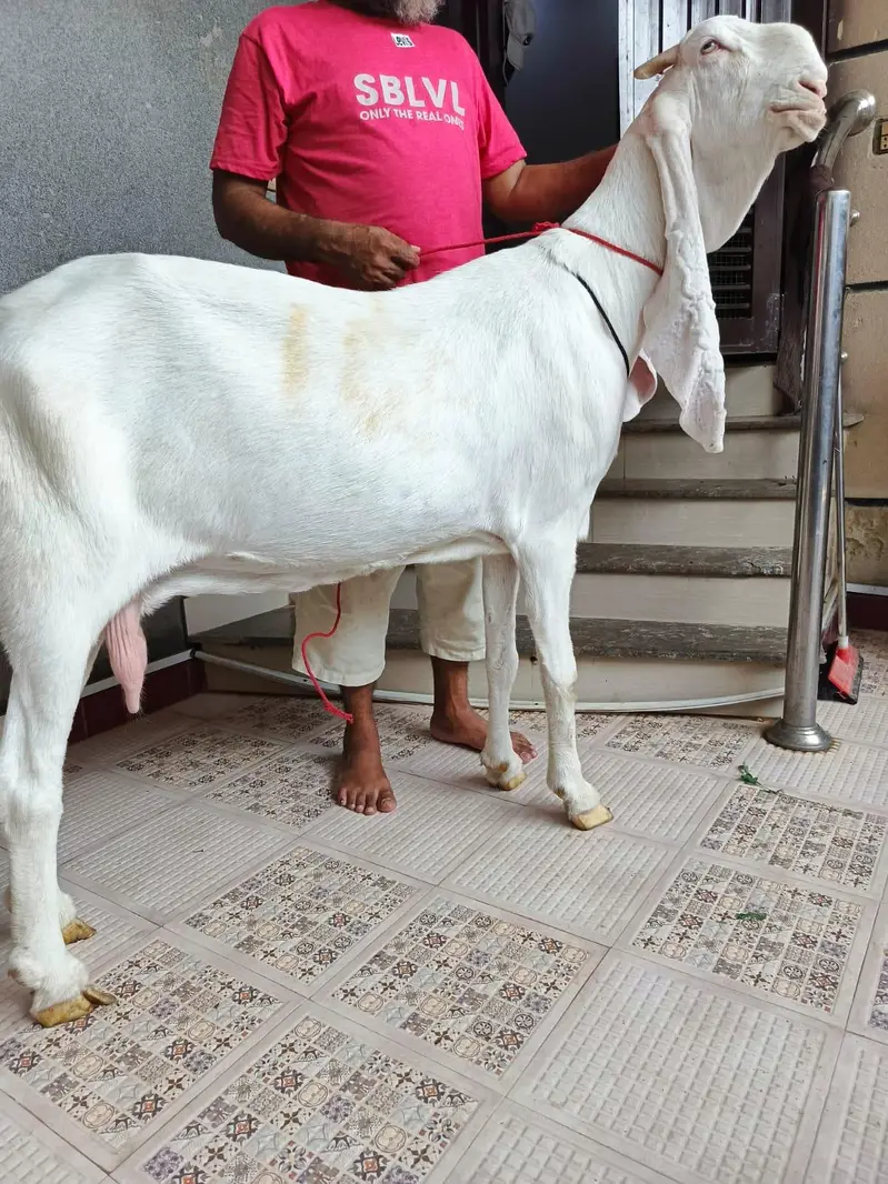 Gulabi Pregnant Bakri Exhibition Class — photo 2