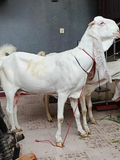 Gulabi Pregnant Bakri Exhibition Class