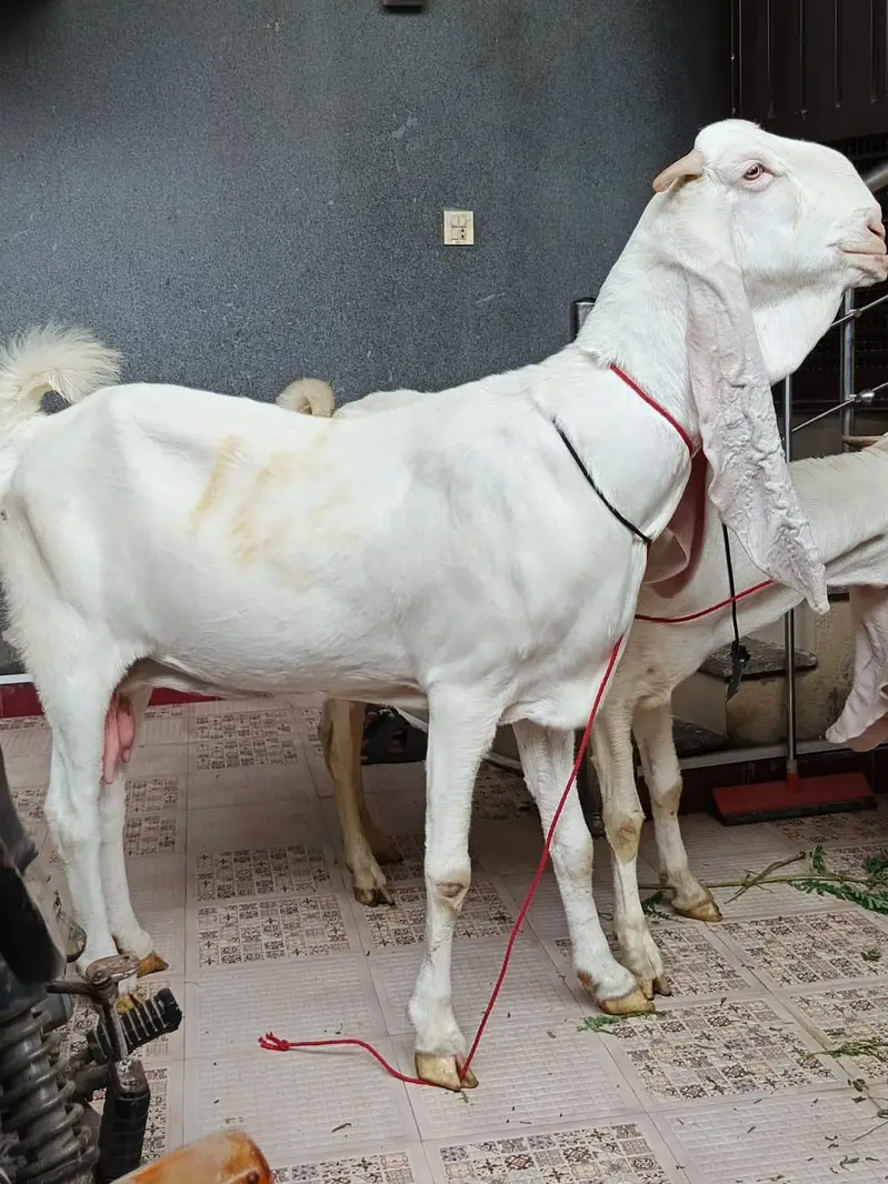Gulabi Pregnant Bakri Exhibition Class