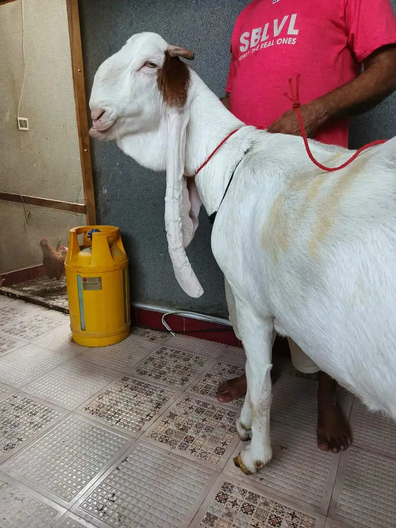 Gulabi Pregnant Bakri Exhibition Class — photo 3