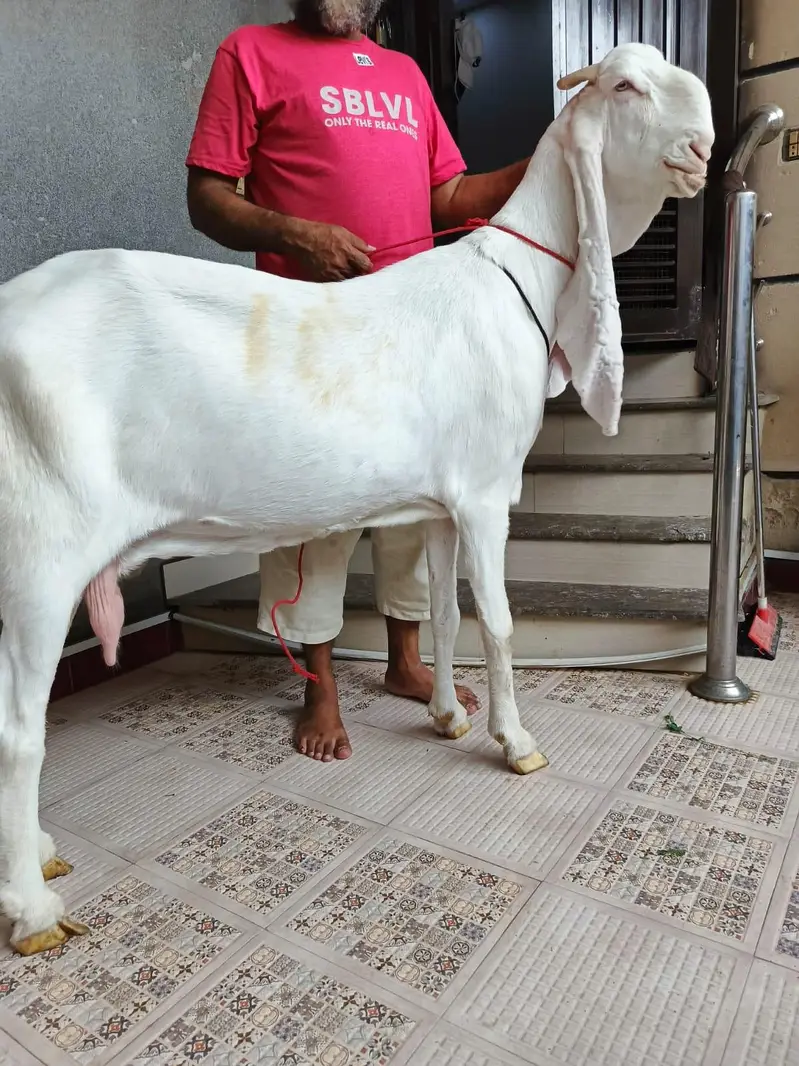 Gulabi Pregnant Bakri Exhibition Class — photo 4