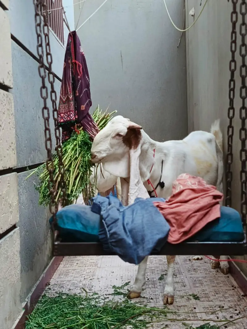 Gulabi Pregnant Bakri Exhibition Class — photo 5