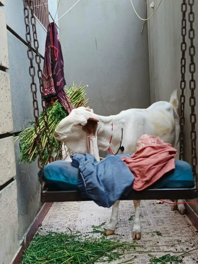 Gulabi Pregnant Bakri Exhibition Class — photo 6