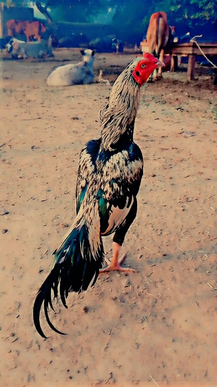 aseel murga no 0309 2233373 — photo 3