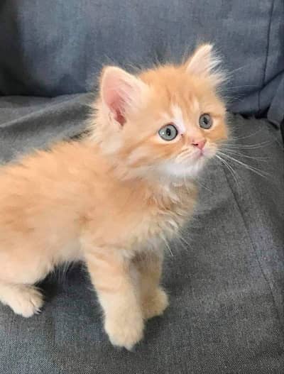 baby kitten