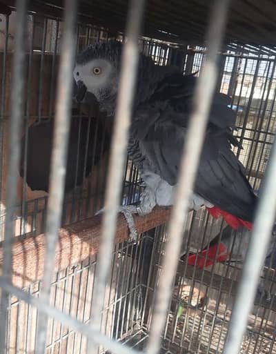 African grey parrot 2 breader pair