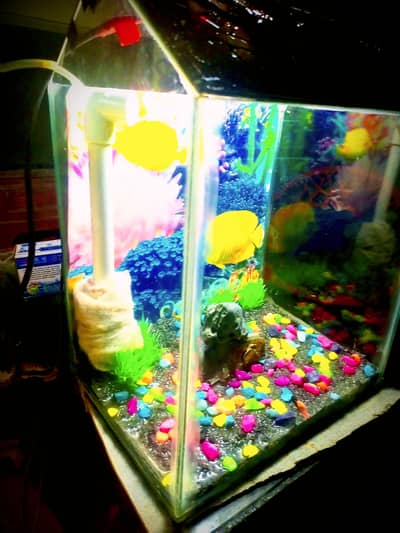 aquarium