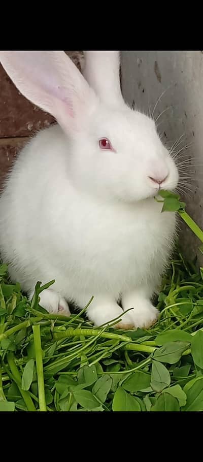 New Zealand White Rabbit