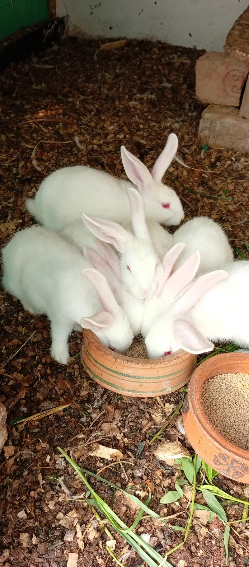 New Zealand White Rabbit — photo 2