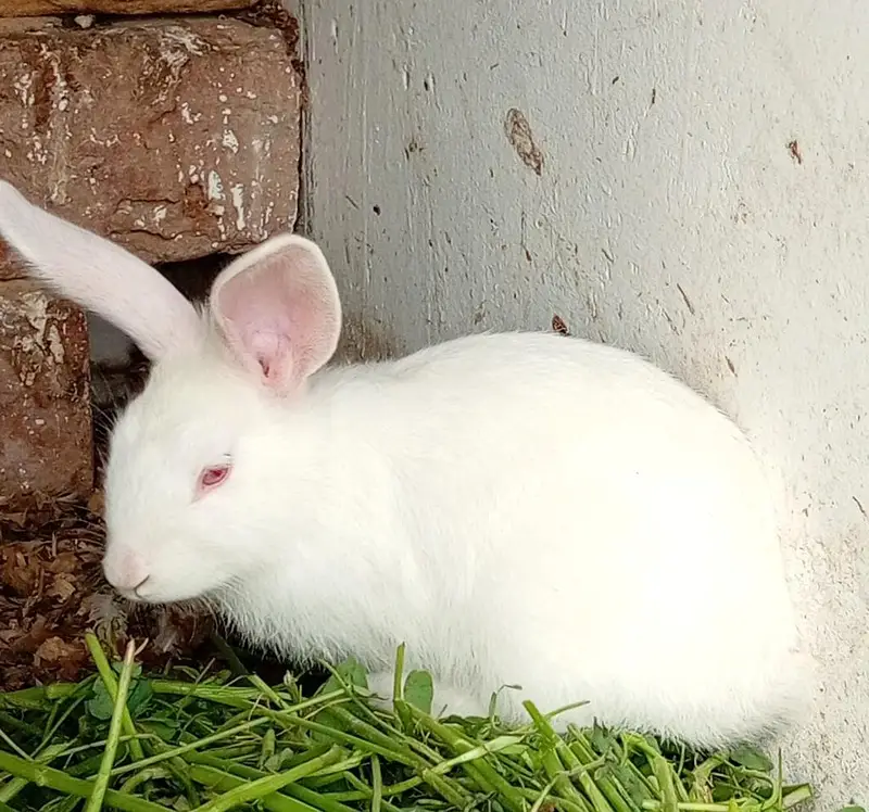 New Zealand White Rabbit — photo 3