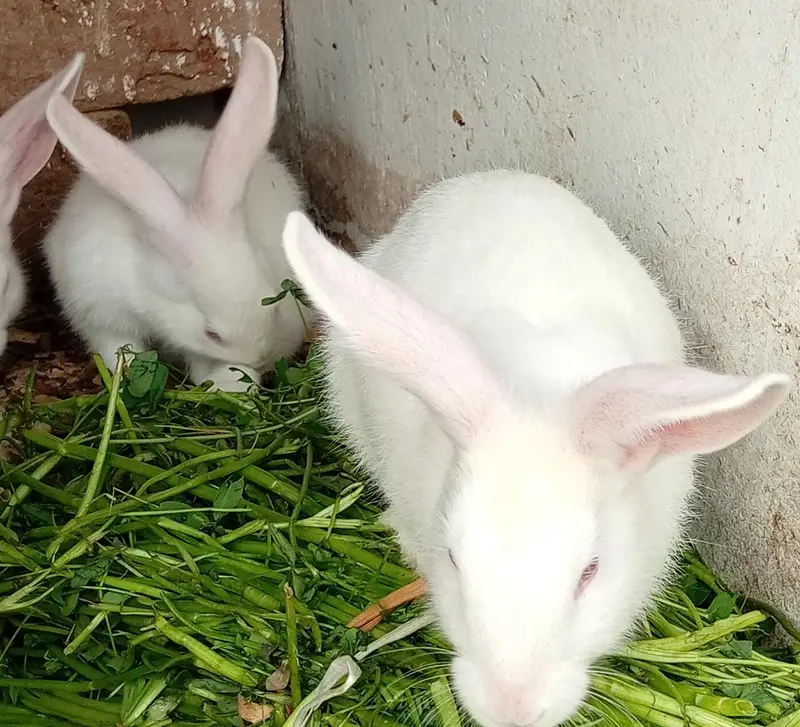 New Zealand White Rabbit — photo 4