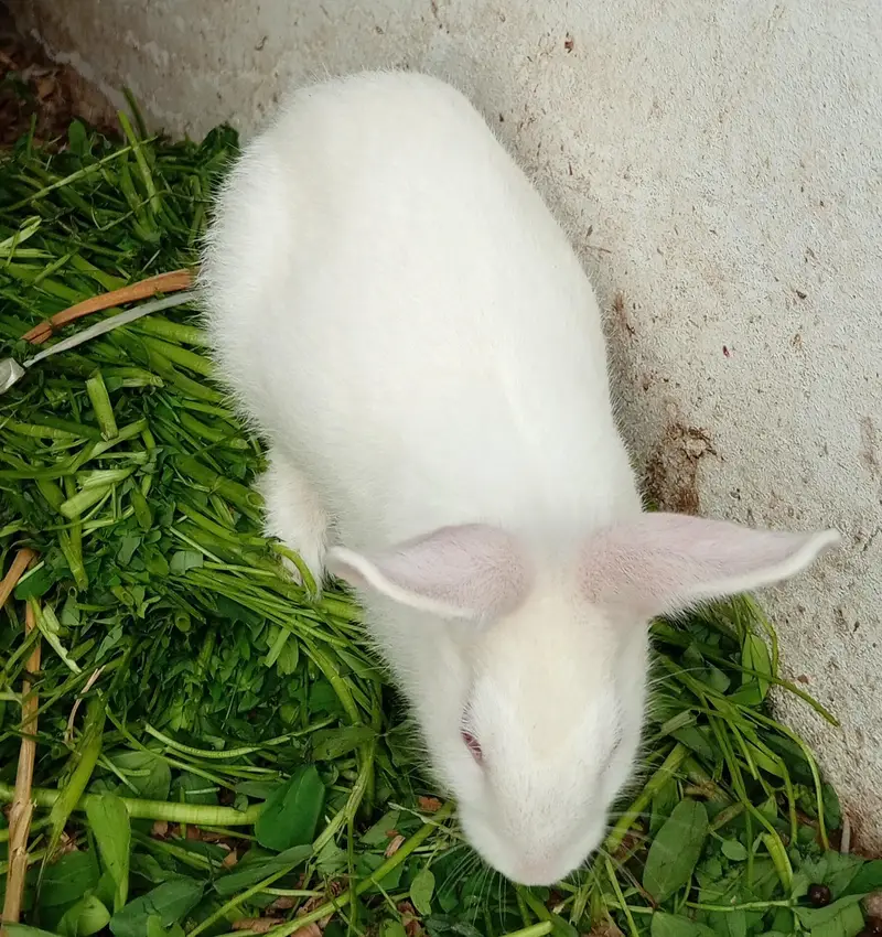 New Zealand White Rabbit — photo 5