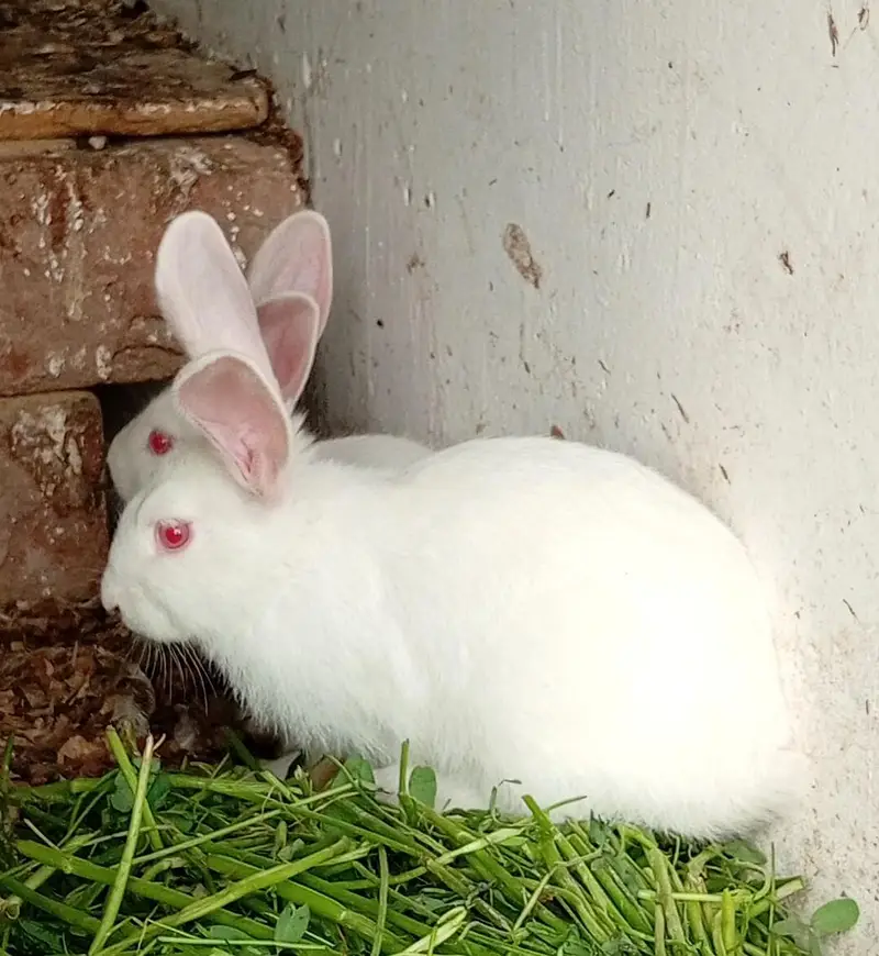 New Zealand White Rabbit — photo 6
